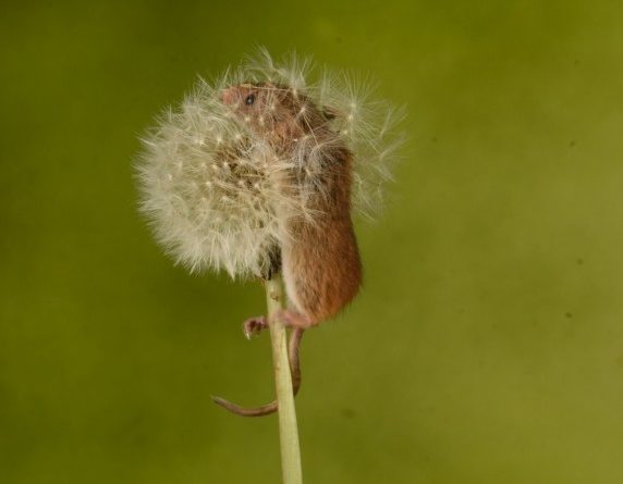Harvest Mouse in Dandelion Head by Sally Seager