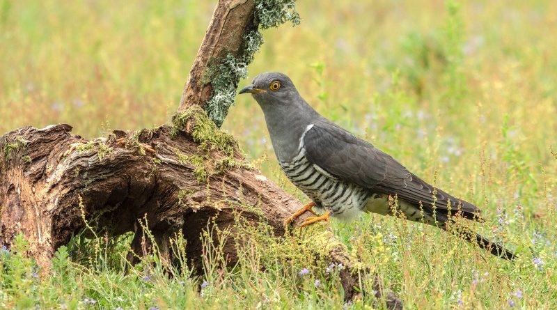Cuckoo Amongst The Flowers by Wendy Collens