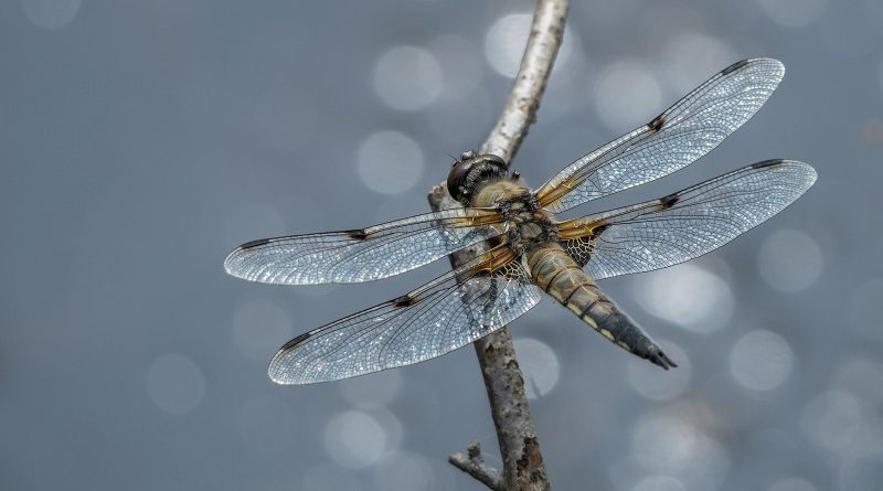 Four Spotted Chaser by Vivien Smith