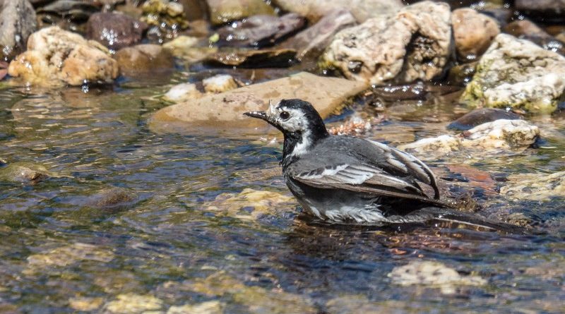 Pied Wagtail Bathing by Vivien Smith