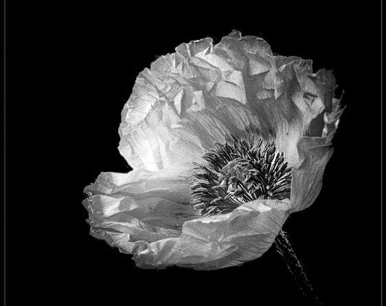 Poppy just opened by Vivien Smith