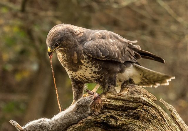 Wild Buzzard with Prey by Vivien Smith