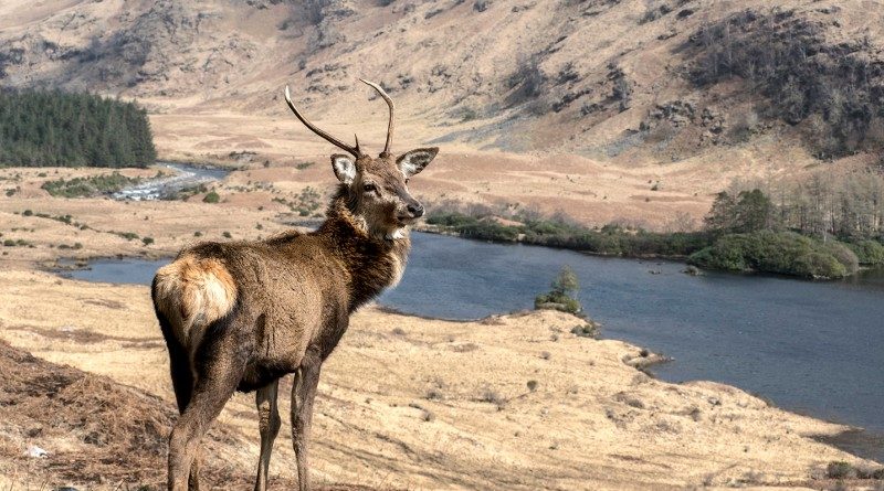1st – Young stag in glen etive by Vivien Smith