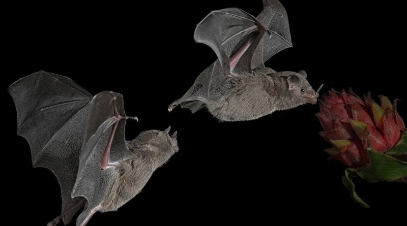 Bats searching for nectar by Wendy Collens