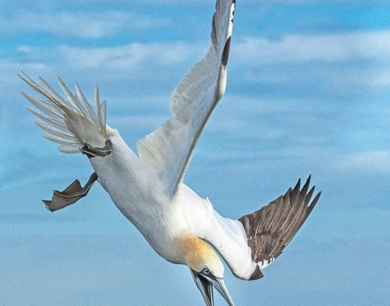 Gannet Diving by Wendy Collens