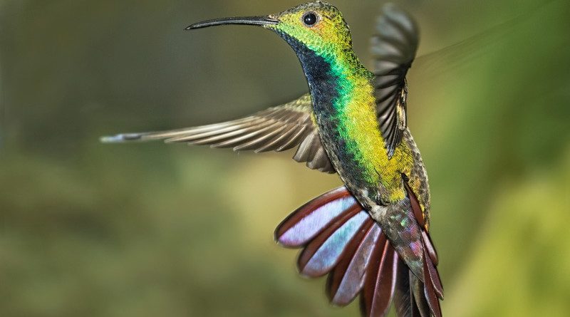 Green Breasted Mango Hummingbird Hovering by Wendy Collens