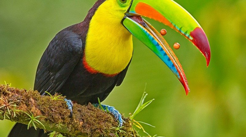 Keeled billed toucan regurgitating pips by Wendy Collens