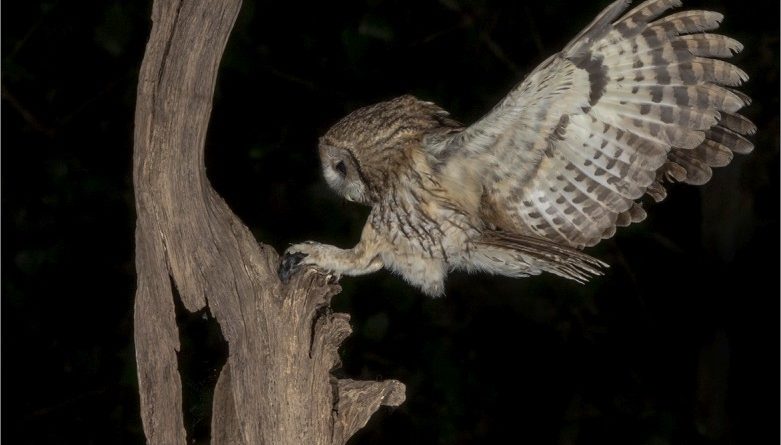 Wild Tawney Owl with Catch by Wendy Collens