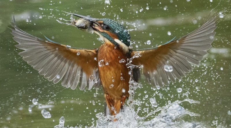 Kingfisher with catch by Wendy Collens