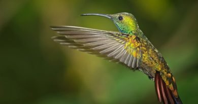 A hovering green breasted mango hummingbird by Wendy Collens