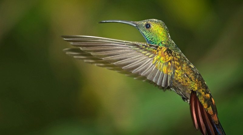 A hovering green breasted mango hummingbird by Wendy Collens