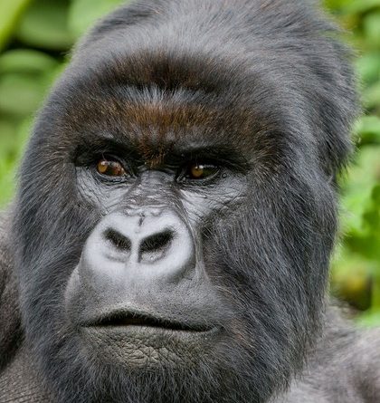 Mountain silverback in Rwanda