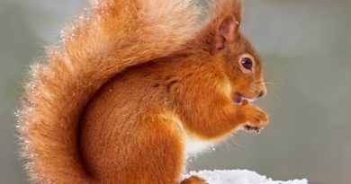 Red squirrel