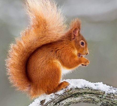 Red squirrel