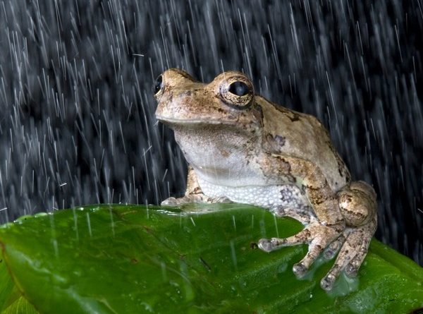 Tree frog in the rain