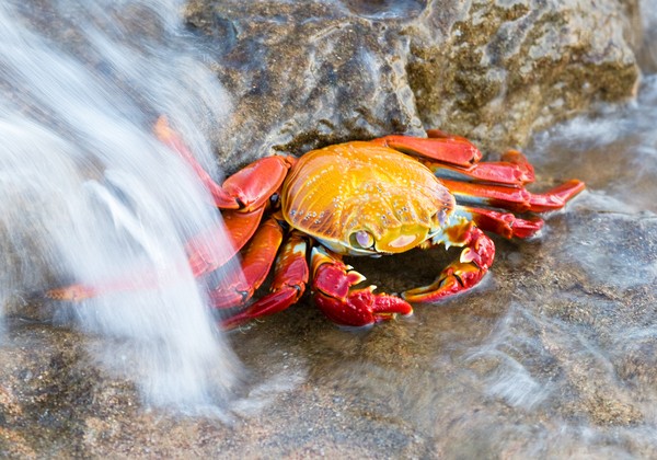 I will not be moved by the tide
