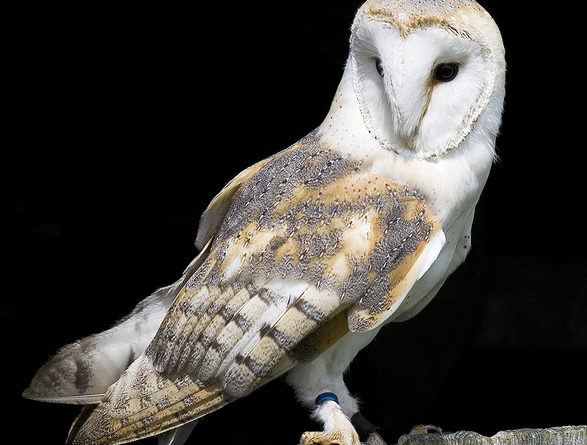 Barn Owl