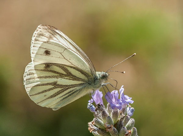 Green veined white