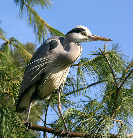 Grey Heron
