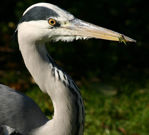 Grey Heron 2