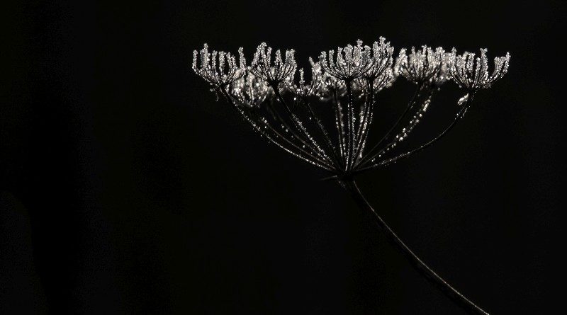 Highly Commended – Nature's candelabra by john Fletcher
