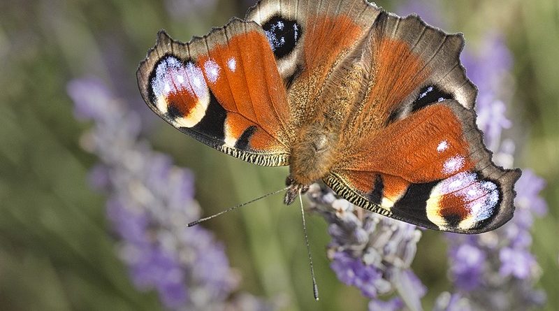 Peacock on Lavender by Wendy Collens