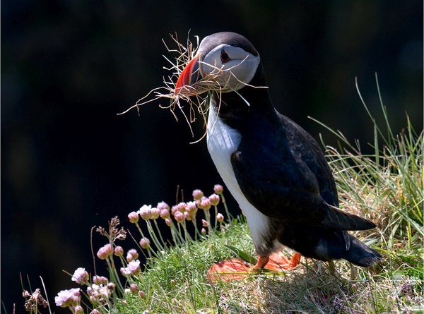 Puffin With Nesting Material