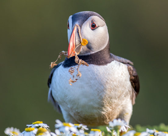 Skomer puffin