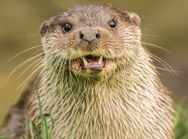 Slimey otter