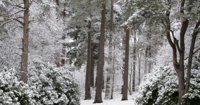 Winter wonderland