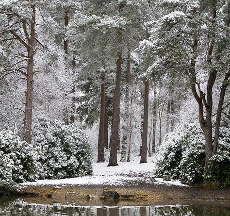 Winter wonderland