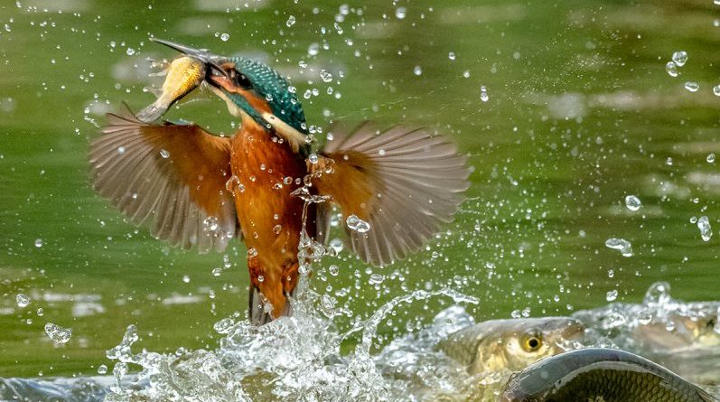 Kingfisher beats the larger Fish by Basil Groundsell