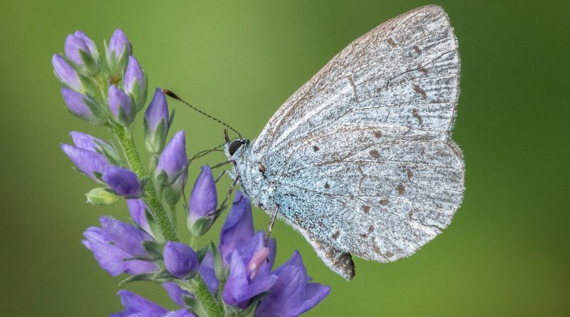 Holly Blue by Lesley Taylor
