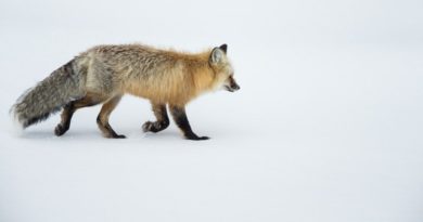 Yellowstone Red Fox by Mark Pirie