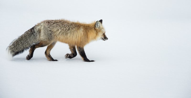 Yellowstone Red Fox by Mark Pirie