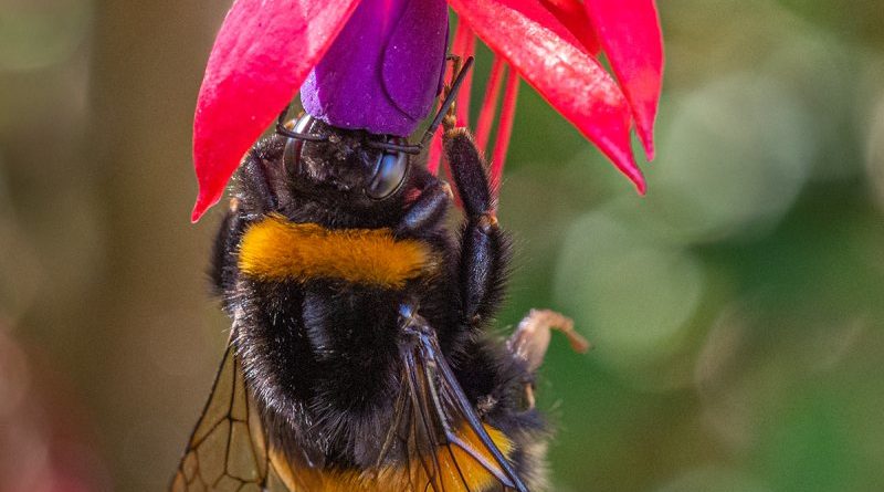 Bee Feeding on Fuchsia by John Sturgeon