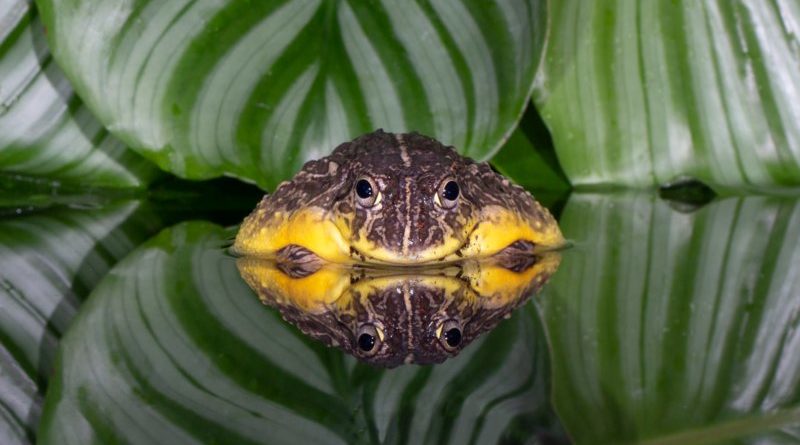 American Bullfrog by Naomi Ward