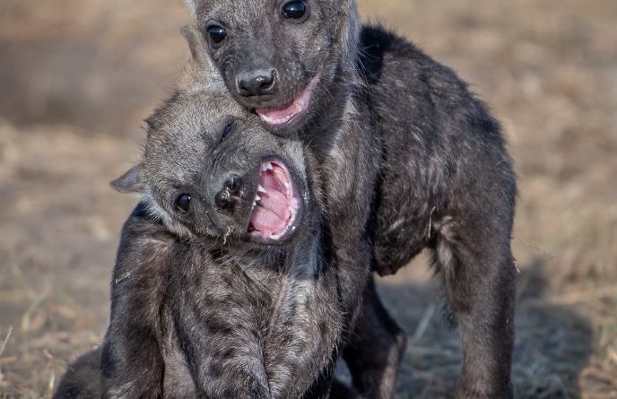 Hyena Babies by Lesley Taylor