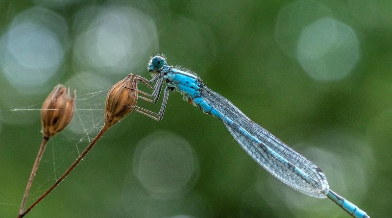Blue Damselfly by Linda Kent