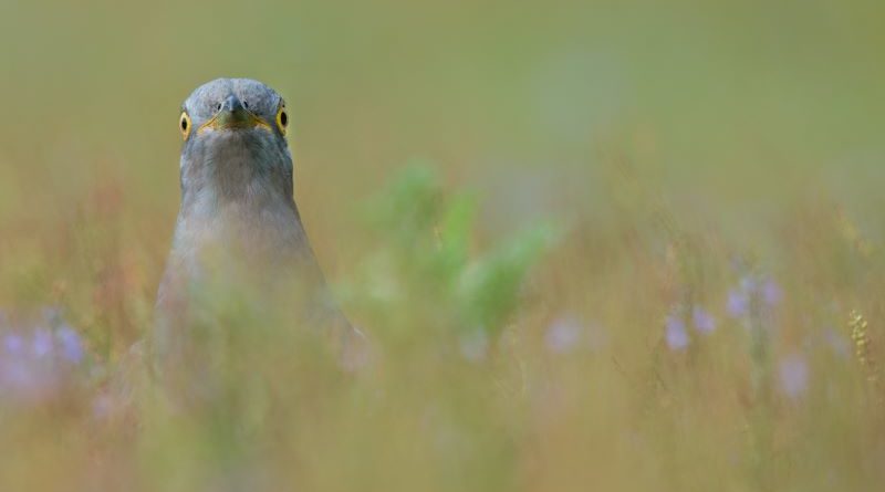 Spotted by the Cuckoo by Mark Pirie