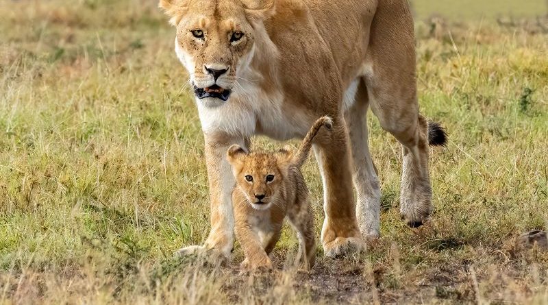 Lion walking with Cub in Massai Mara by Basil Groundsell
