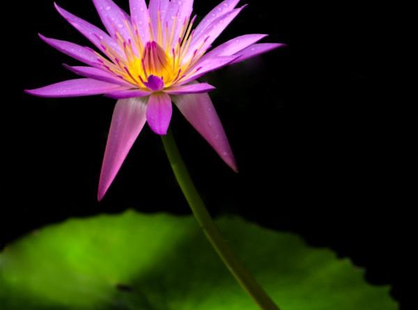 Water Lily by David Mason