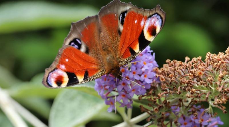 Peacock Butterfly by Pat Svanberg