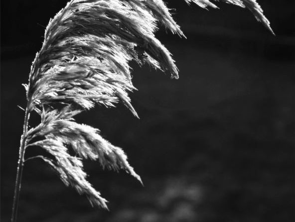 Miscanthus on a Winters Morning by David Mason