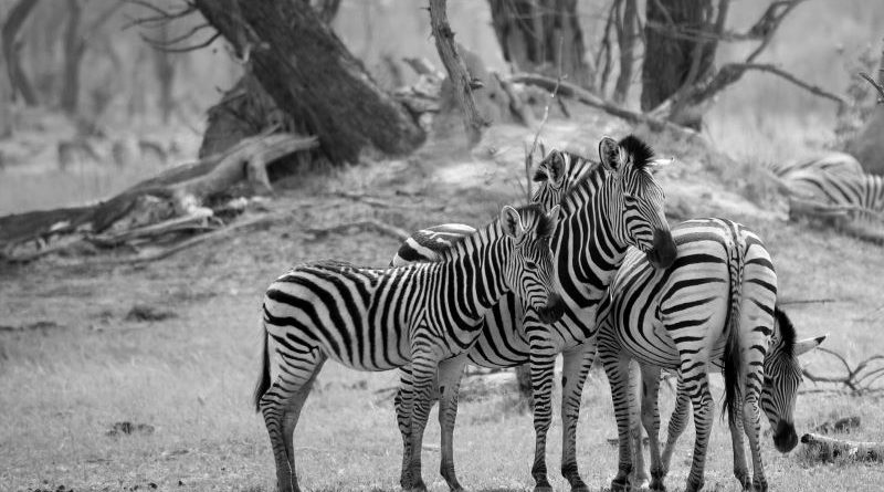 Zebras by Pat Svanberg