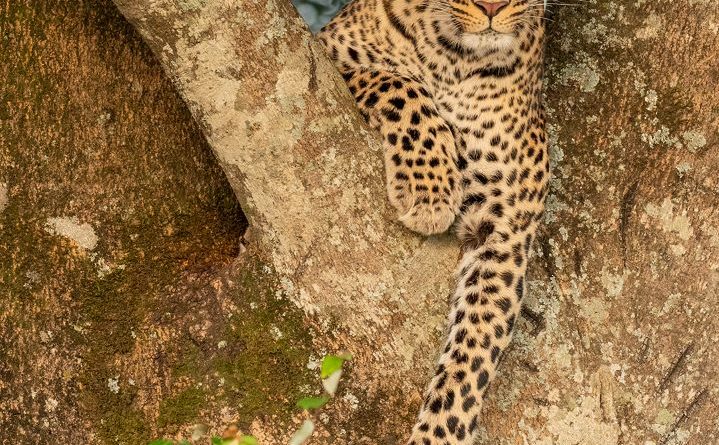 Leopard looking for prey - Massai Mara by Basil Groundsell