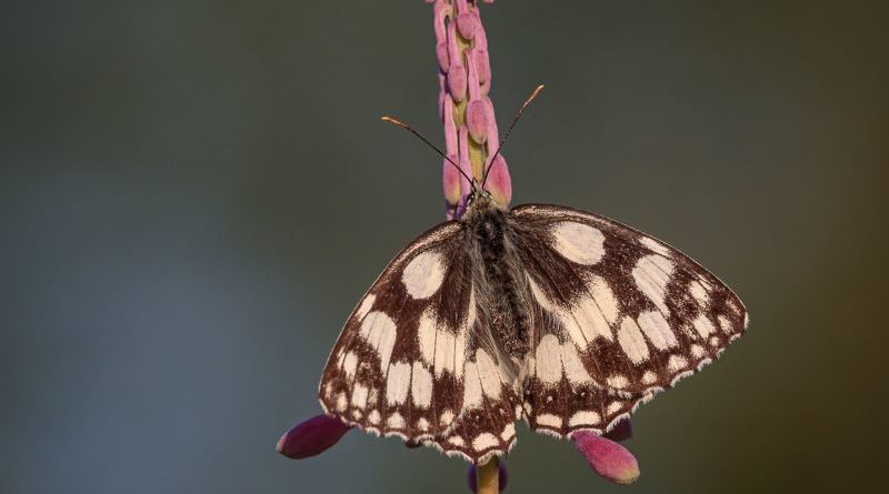 Marbled White on Rosebay Willow herb by Kathryn Graham