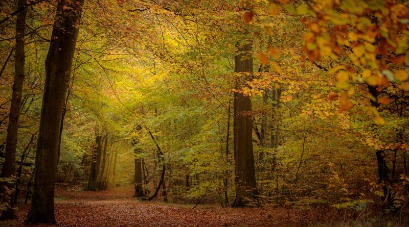 Path into Autumn by Kathryn Graham