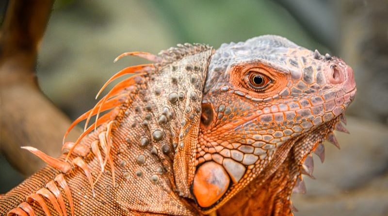 Green Iguana by Kerry Turner