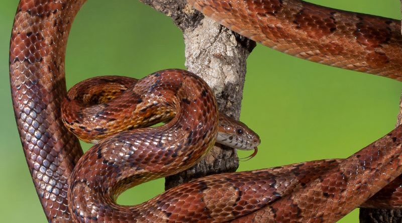 King Rat Snake by Naomi Ward